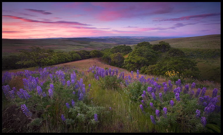 Lupine Meadow, Dawn