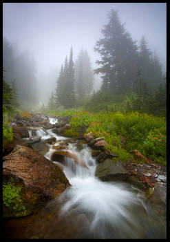 Fog, Falls and Flowers