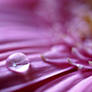 Pink Petal