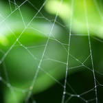 Spider Web by moonstarxx