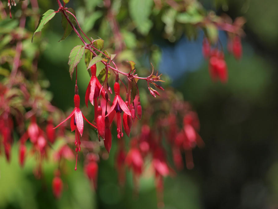 Shining Fuchsia