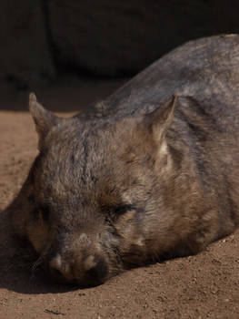 Sleepy Wombat