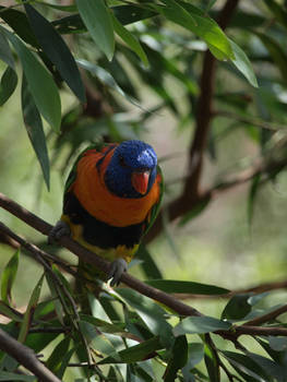 Rainbow Lorikeet