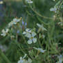 Wild Rocket Flowers