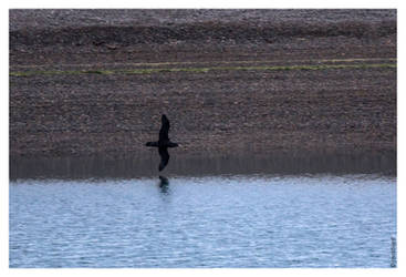 Petrel Gigante I