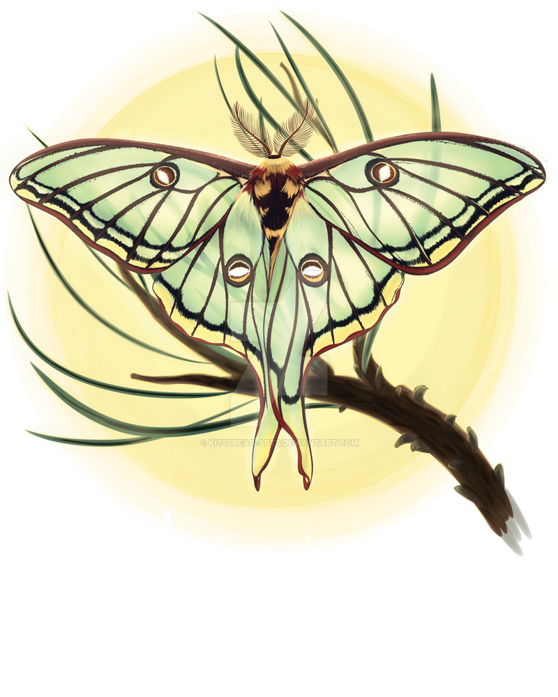 Spanish Moon Math Actias isabellae, the Spanish moon moth! by KitsuBear-Arts on DeviantArt