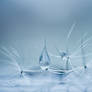 Blue Velvet (Dandelion Seed)