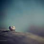 Snail Shell (Re-work)