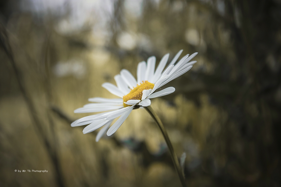 Margerite (Leucanthemum vulgare)