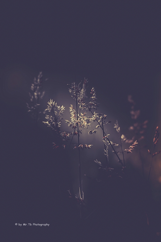 Other Side of Nature I by Tb--Photography