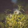Pusteblume