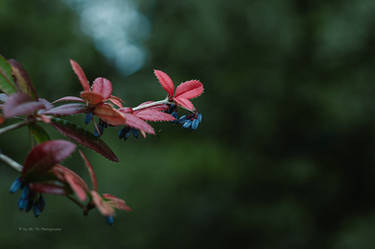 Red Leaves