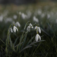 Snowdrops - Galanthus nivalis