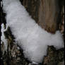 snow on a tree