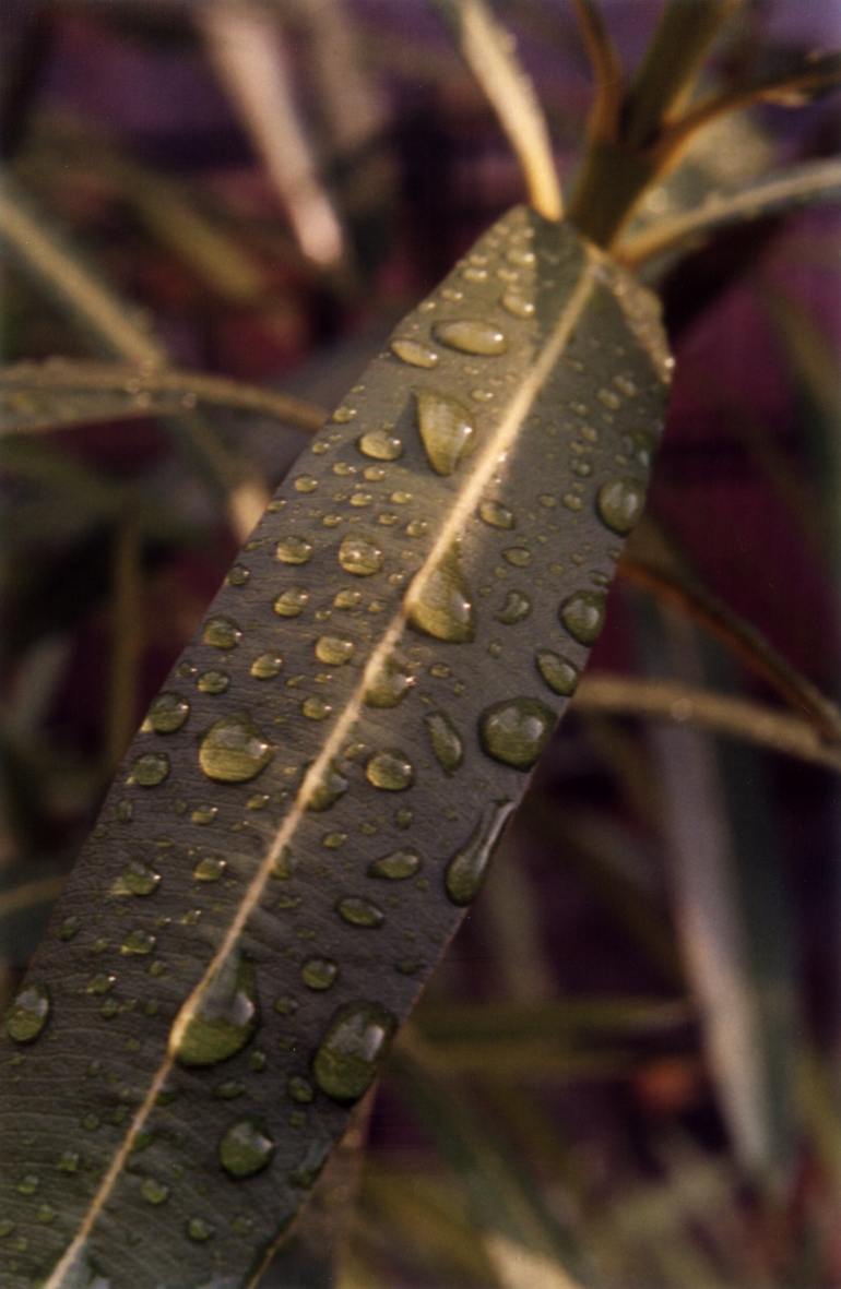 Drops on Leaf