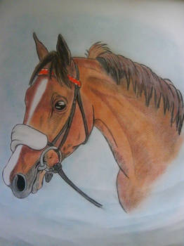 drawing horse