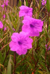 purple flowers2
