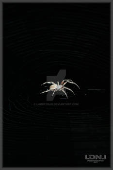 Spider 08-05-07 5