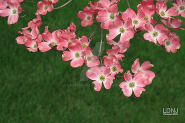 Pink Dogwood - 04-27-08 - 1