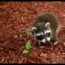 Baby Raccoon Series 7 of 9