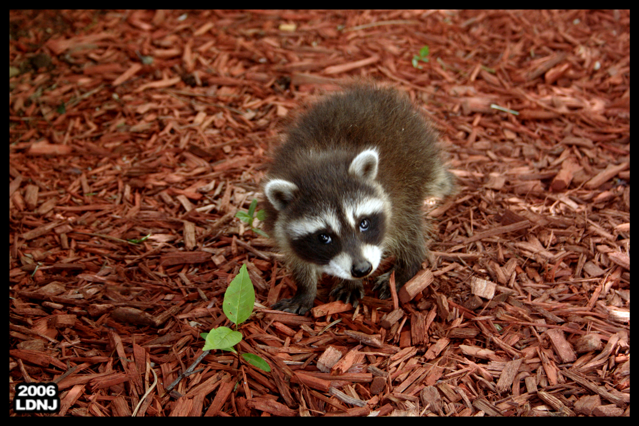 Baby Raccoon Series 7 of 9