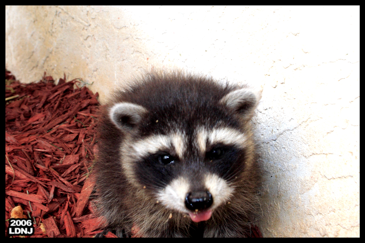 Baby Raccoon Series 9 of 9