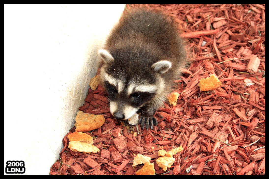 Baby Raccoon Feeding 3 of 7 by LarryDNJR on DeviantArt