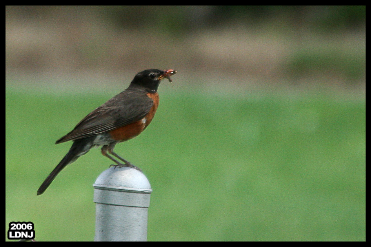 Robin 1 of 2