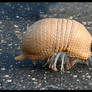 Tiny little Armadillo 2