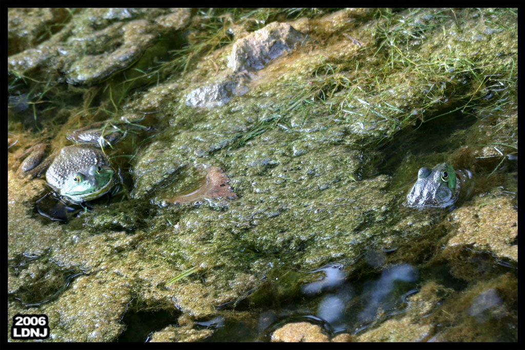 Froggy Duo