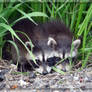 Baby Raccoons 05-04-07 1