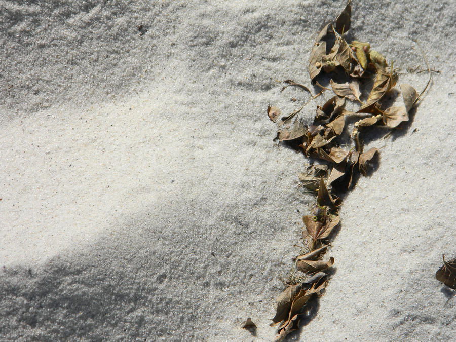 Leaves in the Sand by LusciousCrimsonLips on DeviantArt