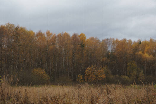 Autumn Forest