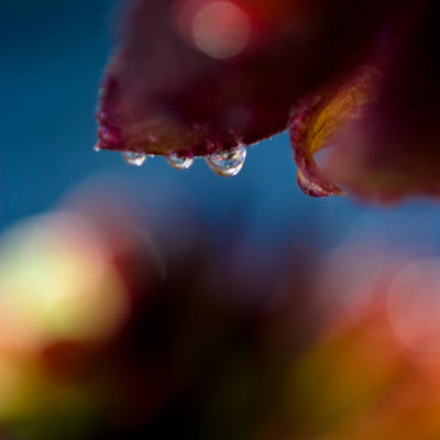 Water Droplets on a Plant