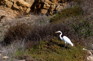 Great Egret