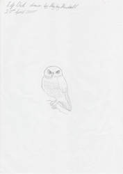 owl