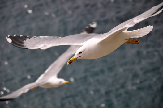 Sea gull