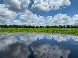 Brazos Bend State Park 1