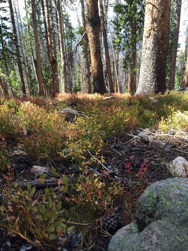 Autumn Mountain Forest 1