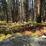 Trees, Rocks