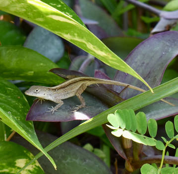 Curious Lizard