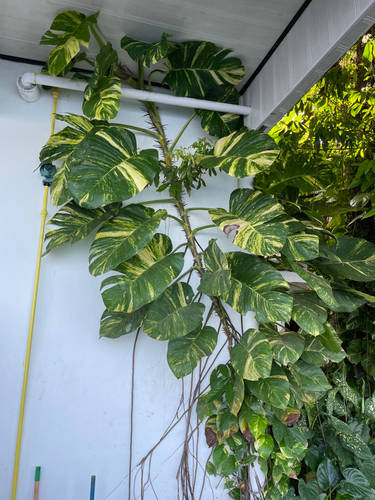 Giant Pothos