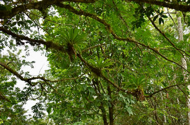 Lake Arenal Trees And Plants 4