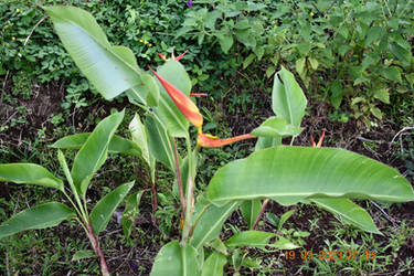 Costa Rica Plants 11