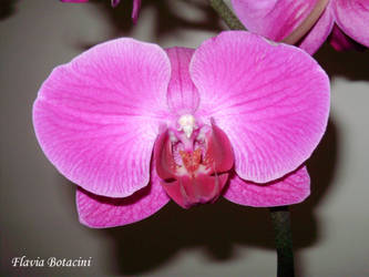 Orchid 2