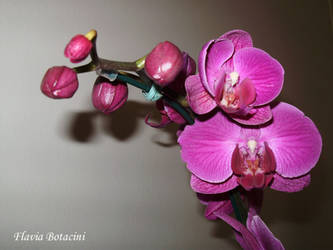 Orchid 3