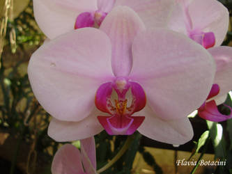 Orchid 4