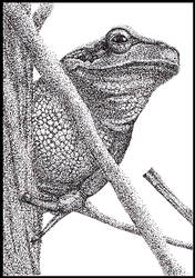 Pen and Ink : Smiling Frog
