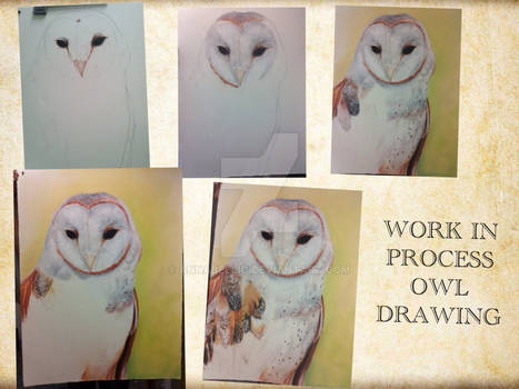 Owl drawin WIP