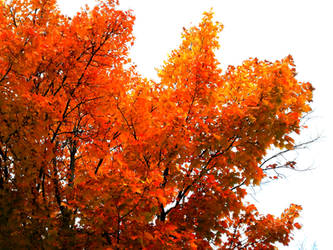 Autumn treetop1